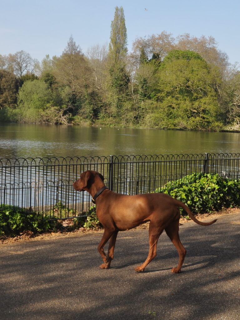 dog